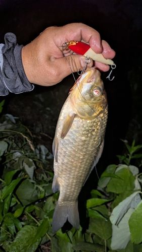 マブナの釣果