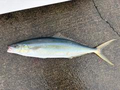 ツムブリの釣果