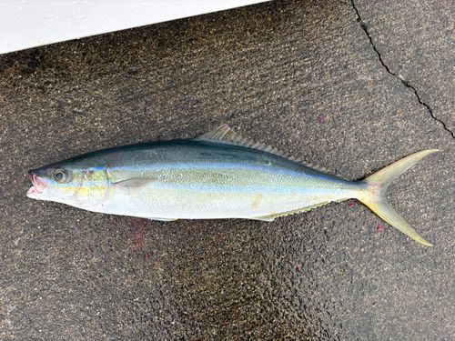 ツムブリの釣果