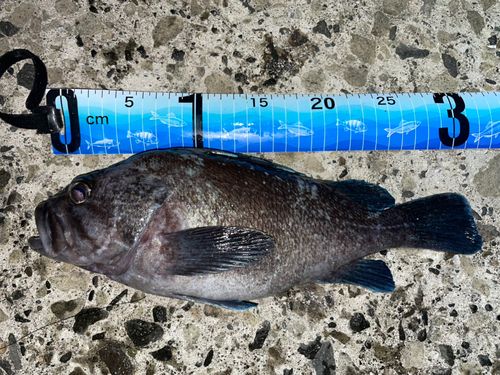 ソイの釣果