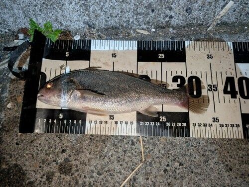 イシモチの釣果