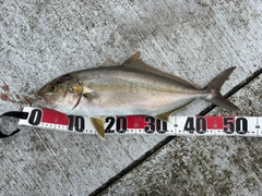 カンパチの釣果