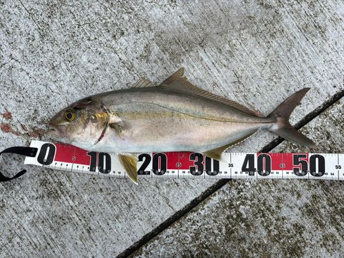 カンパチの釣果
