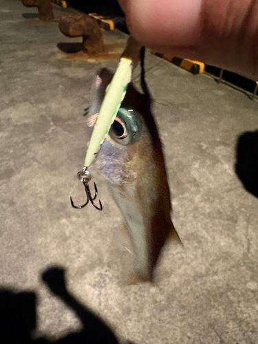 ムツの釣果