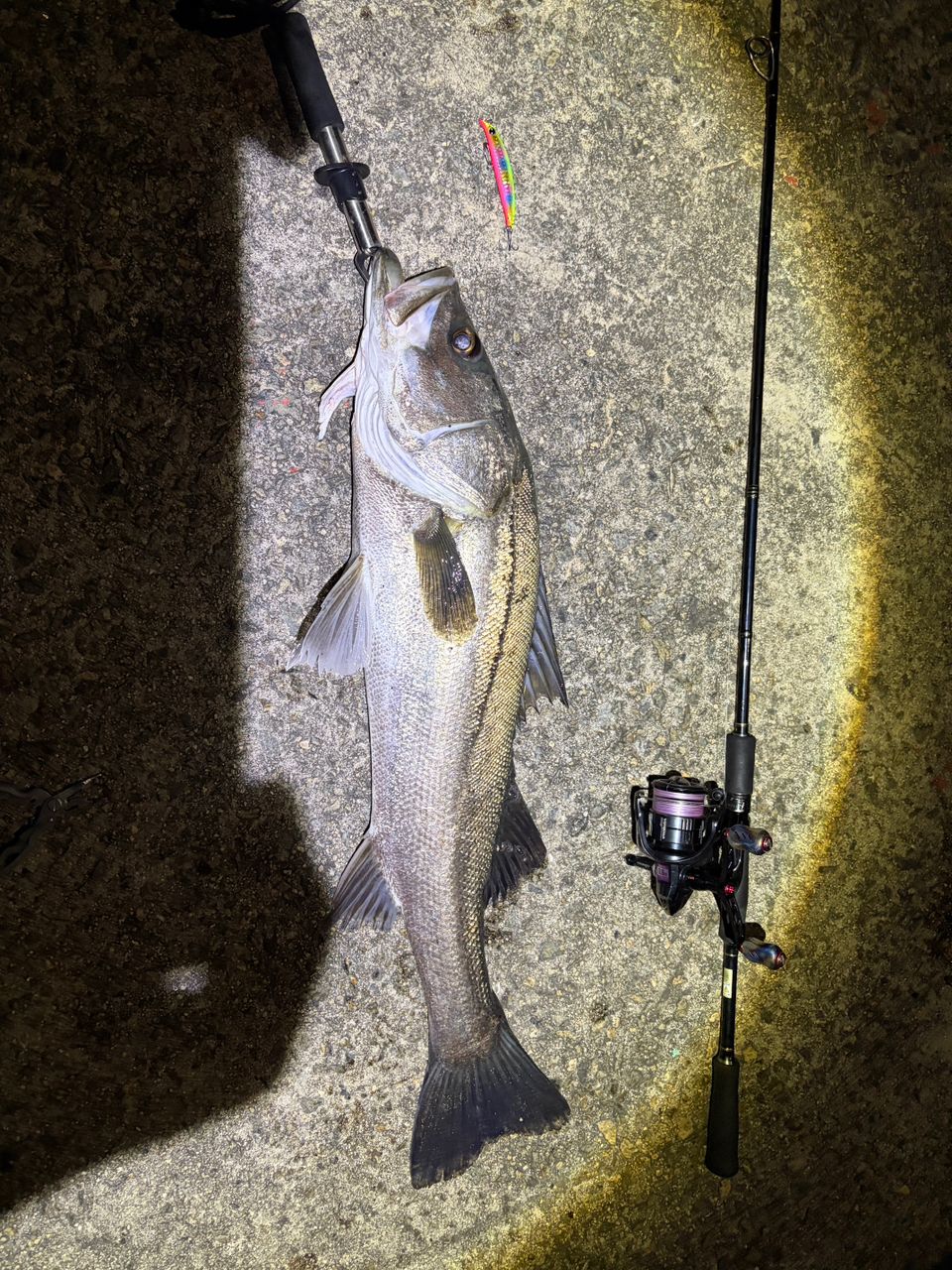シーバスの釣果写真