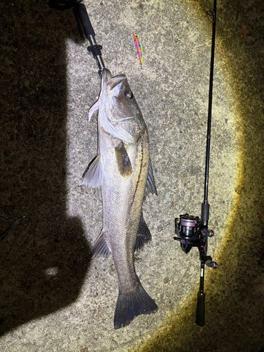 シーバスの釣果
