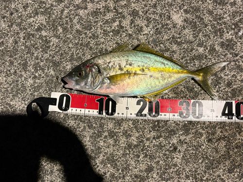 シマアジの釣果