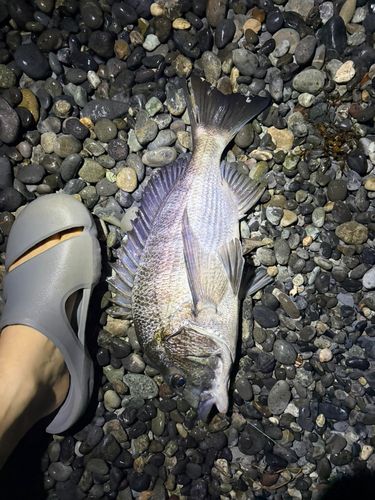 チヌの釣果