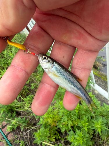 カワムツの釣果