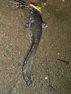 ナマズの釣果