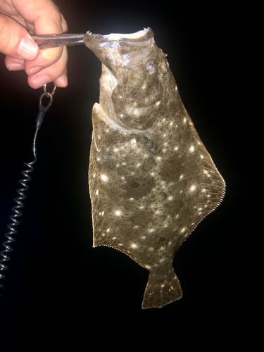 ソゲの釣果