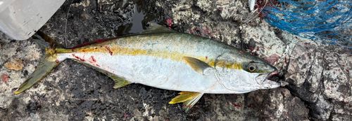 ヒラマサの釣果