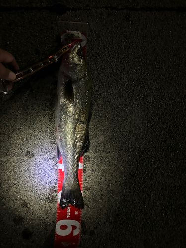 スズキの釣果