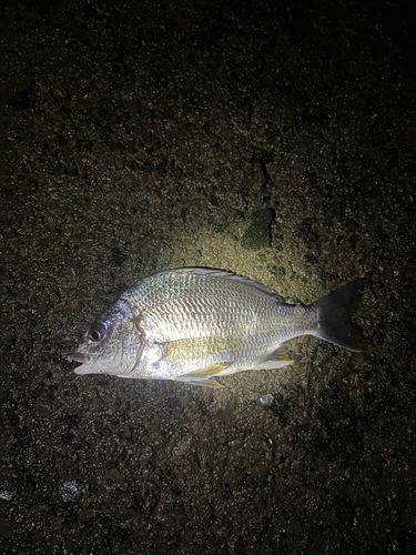 キビレの釣果