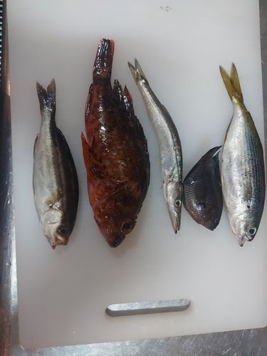 タカベの釣果