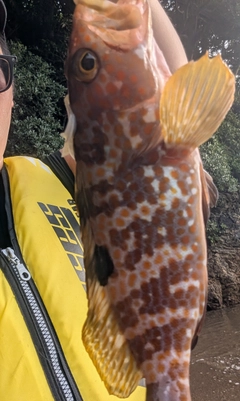 キジハタの釣果