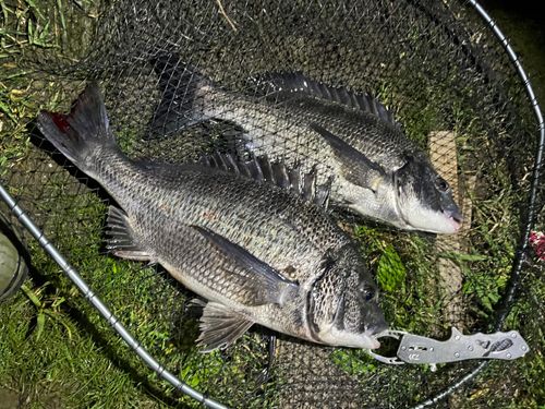 チヌの釣果