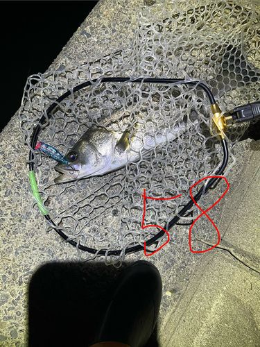 シーバスの釣果