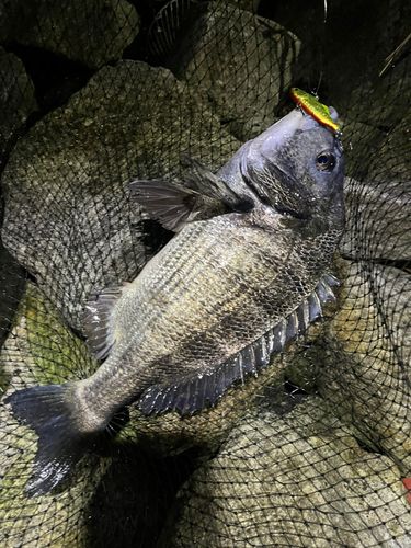 チヌの釣果