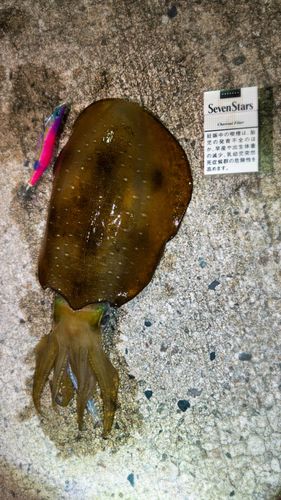アオリイカの釣果