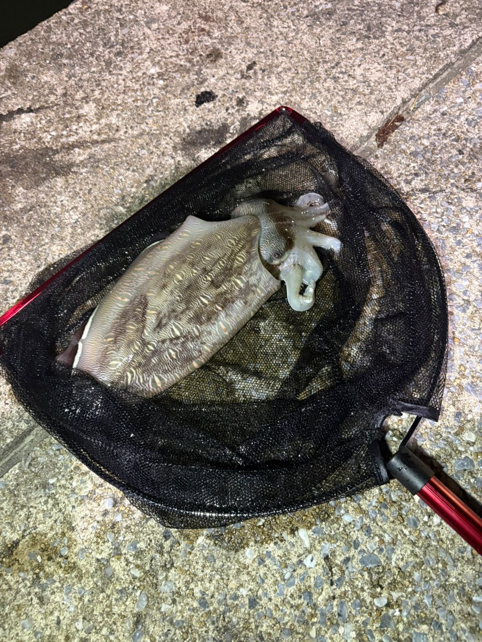 カミナリイカの釣果写真