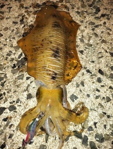 アオリイカの釣果
