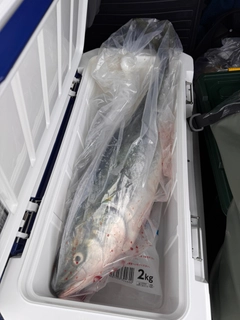 ブリの釣果
