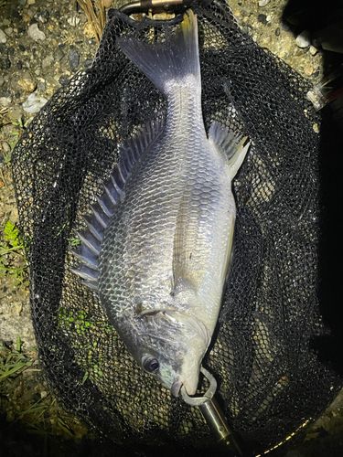 キビレの釣果