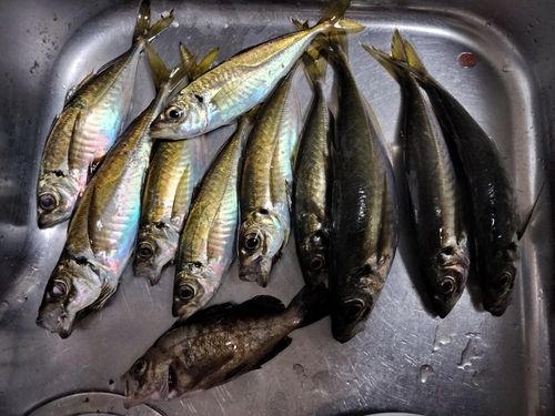 アジの釣果