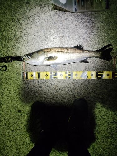 フッコ（マルスズキ）の釣果