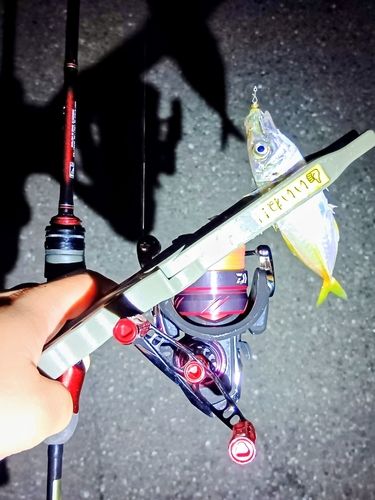 マアジの釣果
