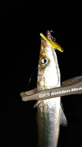 カマスの釣果