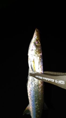 カマスの釣果