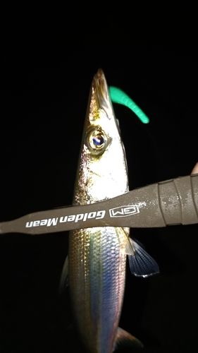 カマスの釣果
