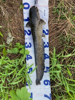 ナマズの釣果