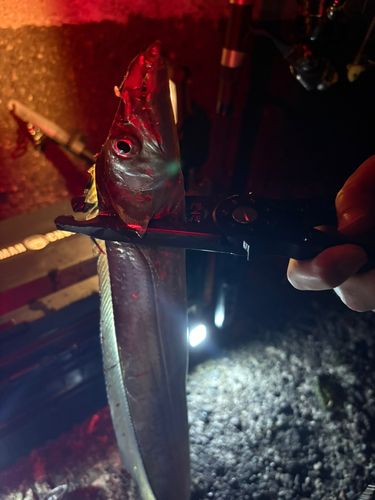 タチウオの釣果