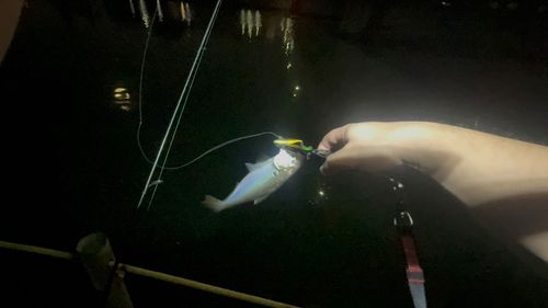 コノシロの釣果