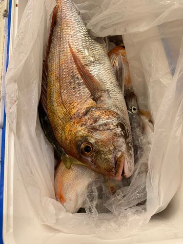 タイの釣果