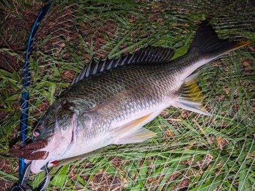 キビレの釣果