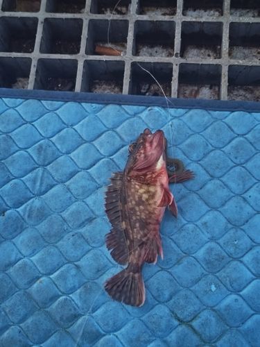 カサゴの釣果