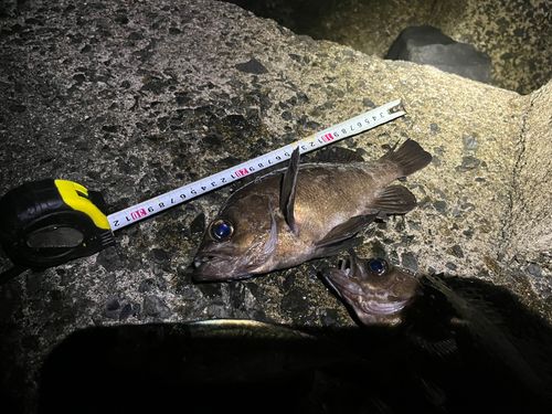 クロメバルの釣果