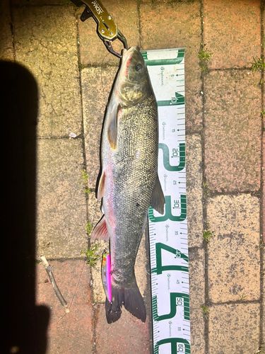 ウグイの釣果