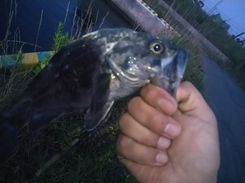 クロソイの釣果