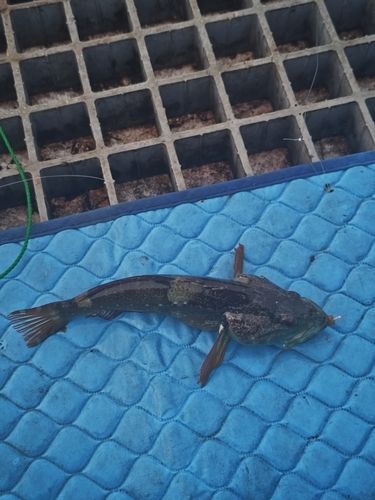 ハゼの釣果