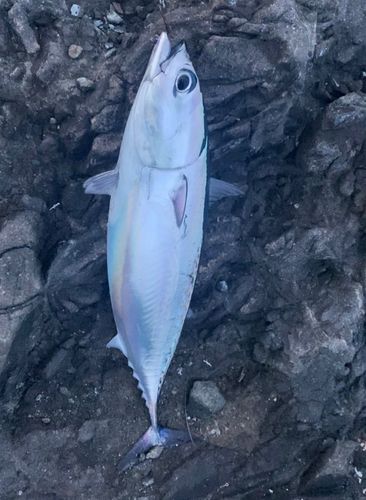 ソウダガツオの釣果