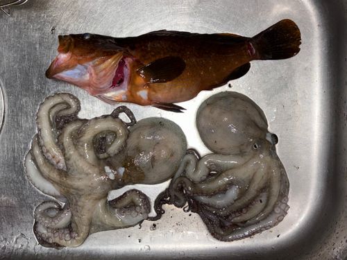 キジハタの釣果