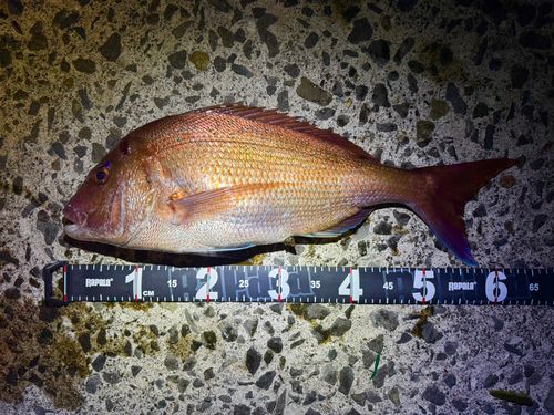 マダイの釣果