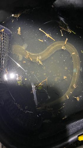 ウナギの釣果