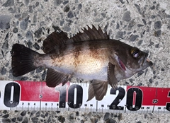 メバルの釣果