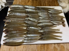 キスの釣果
